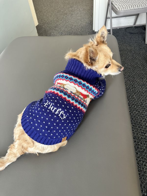 Fluffy, the Healthwell clinic puppy